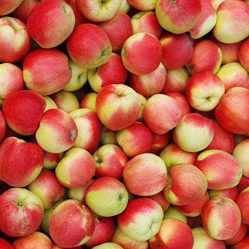 Äpfel vom Obsthof Knoblauch